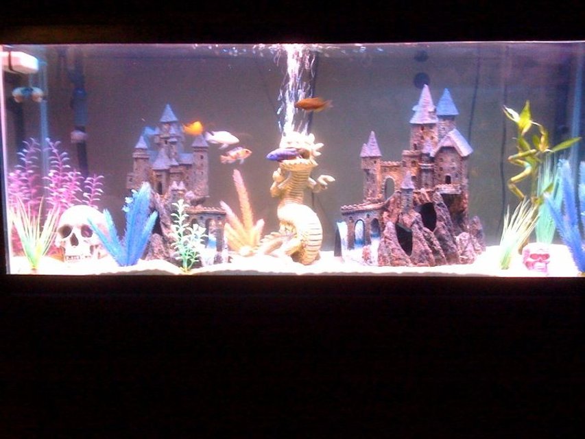 Rated #3348: 55 Gallons Freshwater Fish Tank - My first aquarium.