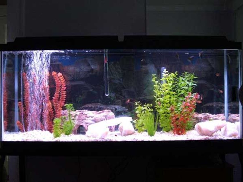 Rated #3324: 55 Gallons Freshwater Fish Tank - full picture of my tank, sorry it is taken with a cell phone