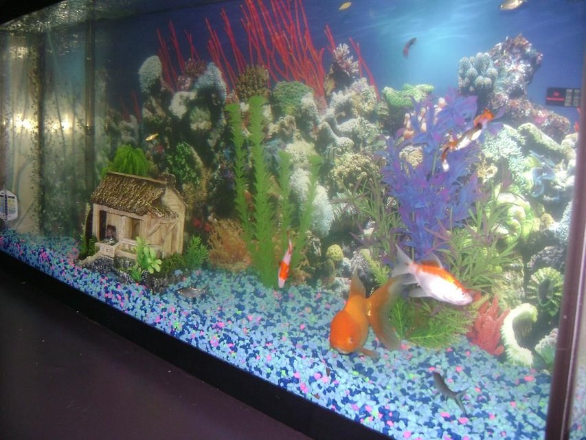 Rated #3625: 55 Gallons Freshwater Fish Tank - 55gl. side view of tank,  me and my girl just got it . its a work in progress. we thank every one who rates us. thanks