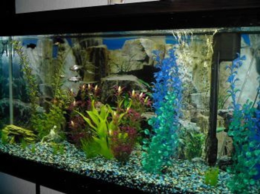 Rated #2742: 55 Gallons Freshwater Fish Tank - Yes, this is crap.
I design, and I grow fish, and I realize that this photo is not a very convincing proof of either.
I'll fix it, I hope.