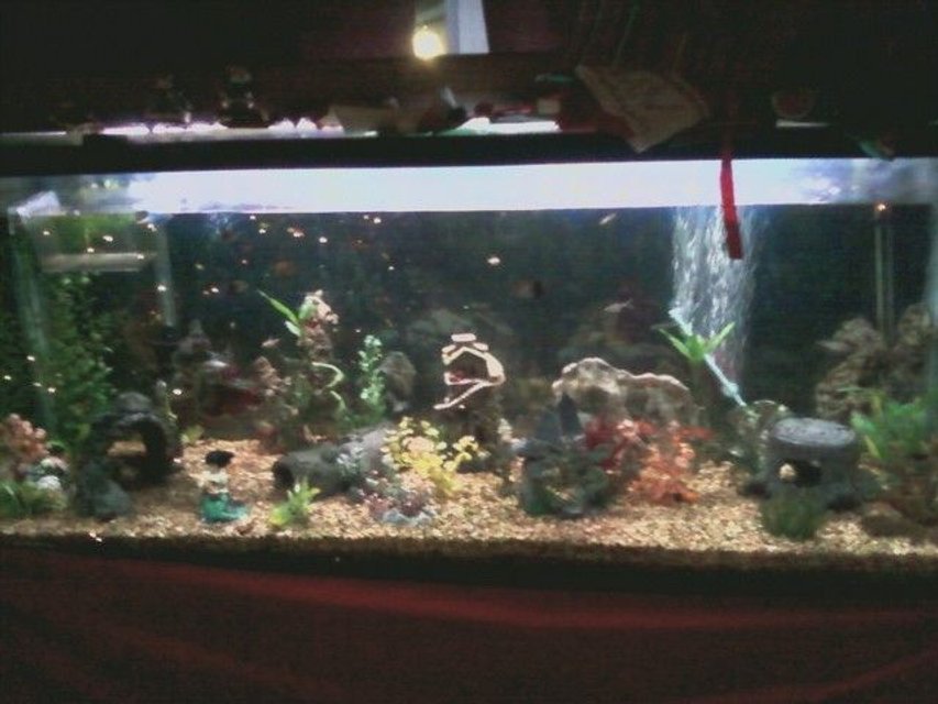 Rated #3089: 75 Gallons Freshwater Fish Tank - my 125G community tank, guppies, danios (lepord and zebra), swordtails, dojo loach, tiger barbs, scissortails, striped tetras, serpe tetras, chinese algea eaters, and others