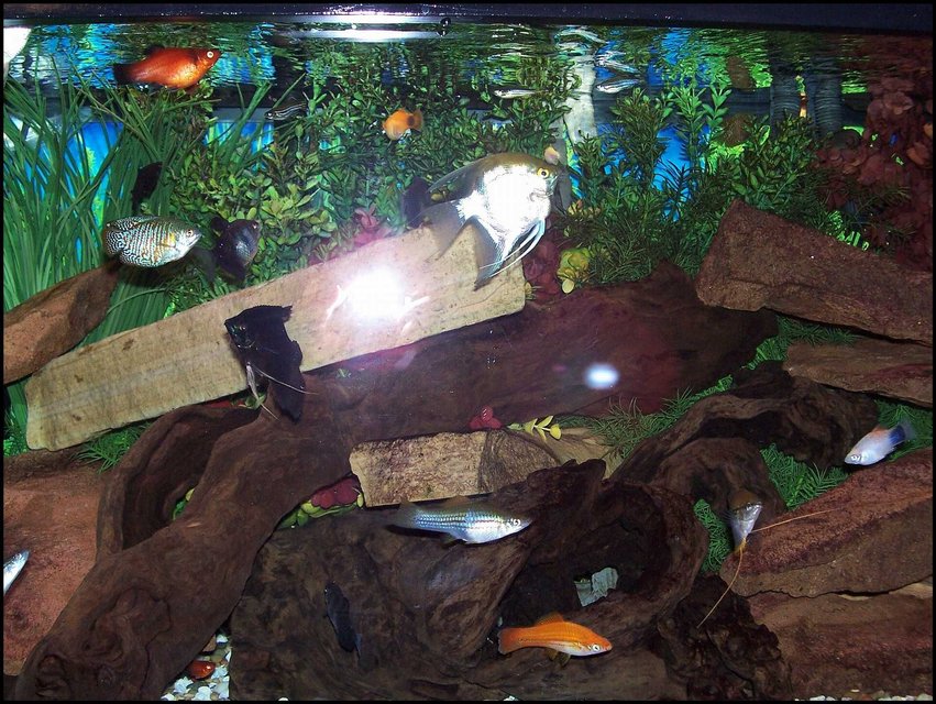 Rated #3525: 75 Gallons Freshwater Fish Tank - My community tank.