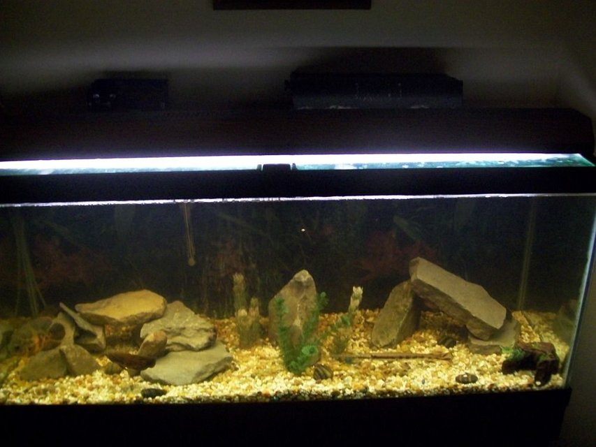 Rated #3943: 75 Gallons Freshwater Fish Tank - My new 75 gallon that my amazing girlfriend bought me for Christmas!!!!!!!