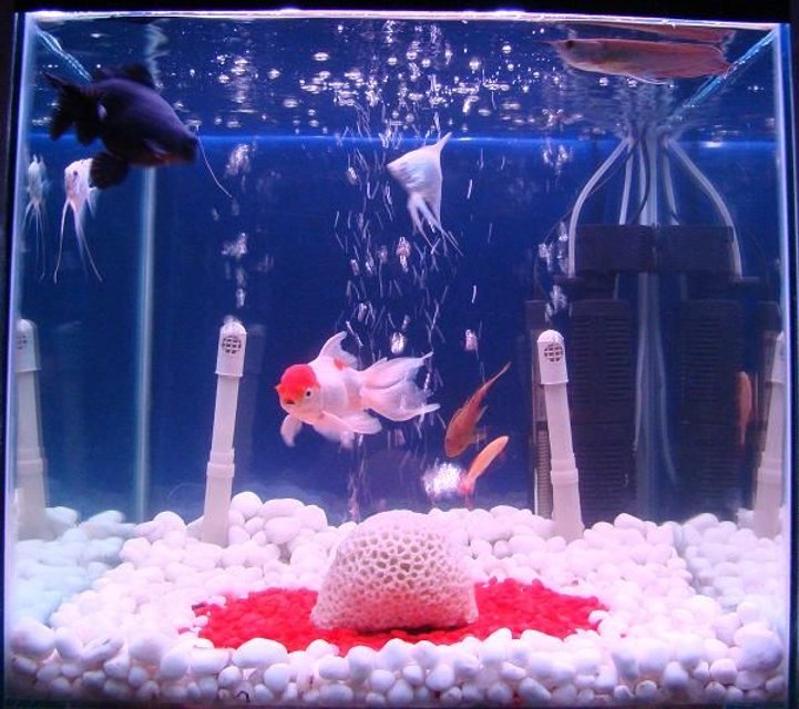 Rated #3128: 34 Gallons Freshwater Fish Tank - 34 Gallon  Freshwater Tank