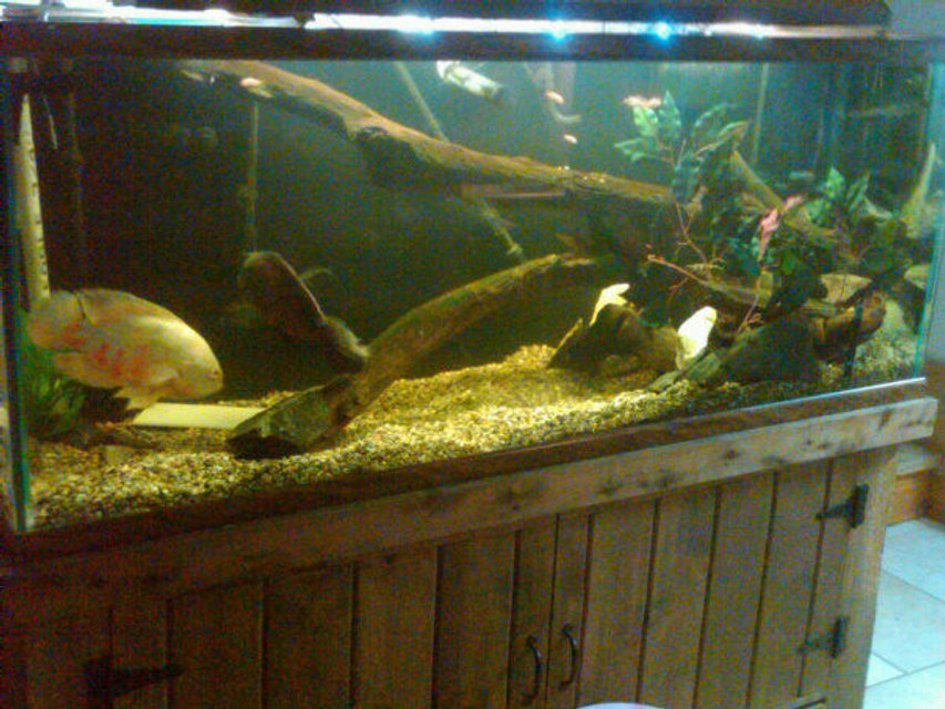 Rated #214: 120 Gallons Freshwater Fish Tank - 2 oscars 1 albino 1 tiger 1 Redtail cat
