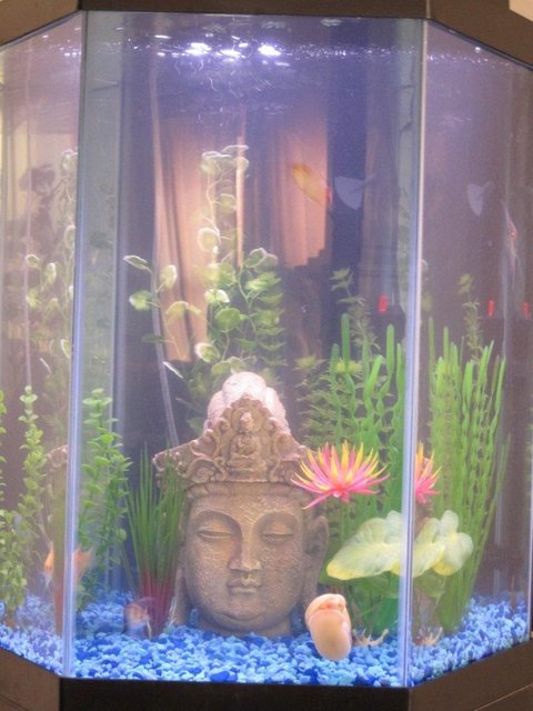 Rated #4030: 20 Gallons Freshwater Fish Tank - 20 Gallon Community Tank