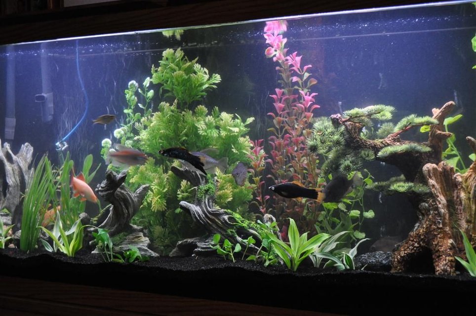 Rated #731: 55 Gallons Freshwater Fish Tank - 55 gallon glass tank with base and standard lighting.  Fluval 305 filter, black sand and mostly standard, readily available decoration.