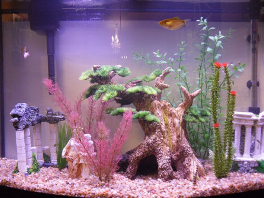Rated #3160: 36 Gallons Freshwater Fish Tank - My bonzai tree provides plenty of hiding places and surface area for my upside catfish and other catfish. The plants are always where my african bush is chilling and the goby loves to explore everywhere. The roman columns look better in tank than in the store for those interested.