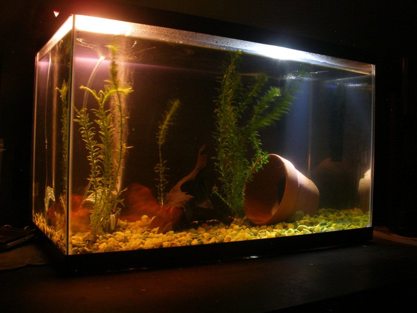 Rated #3678: 10 Gallons Freshwater Fish Tank - 10 gallon fish tank at night.