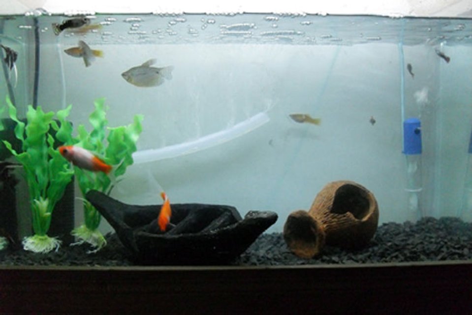 Rated #4063: 18 Gallons Freshwater Fish Tank - 2 paerl gourami,8 guppy,1 moly,2 swordtail,2 comet