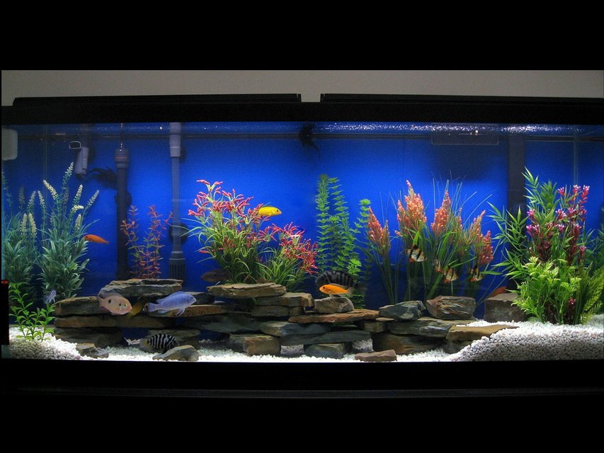 Rated #81: 75 Gallons Freshwater Fish Tank - 55 Gallon
Assorted Cichlids