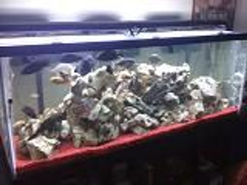 Rated #3488: 215 Gallons Freshwater Fish Tank - my 215g with African Cichlids