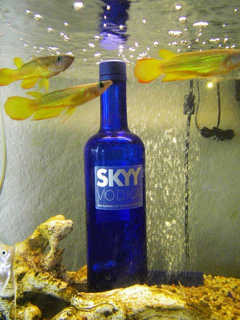 Rated #4125: 30 Gallons Freshwater Fish Tank - Aplocheilus Lineatus

the 3 i named after Destiny's Child

Beyonce, Kelly, Michelle