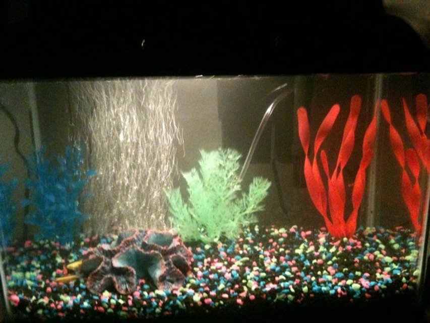 Rated #4187: 5 Gallons Freshwater Fish Tank - This is my brand new 5 gal. tank :-) Never worked with black gravel, so I had to add a bit of color :-) Got 3 glowfish in their too ^_^ Should I switch the green and pink decor? Couldn't hide the tubbing :/