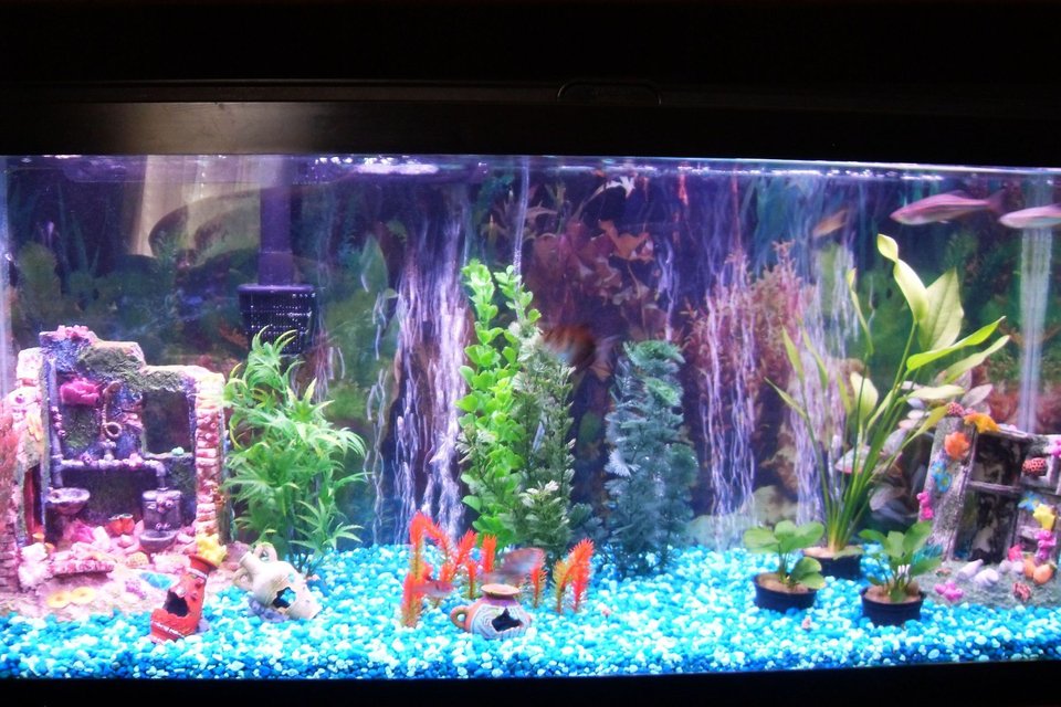 Rated #3441: 55 Gallons Freshwater Fish Tank - My freshwater setup.