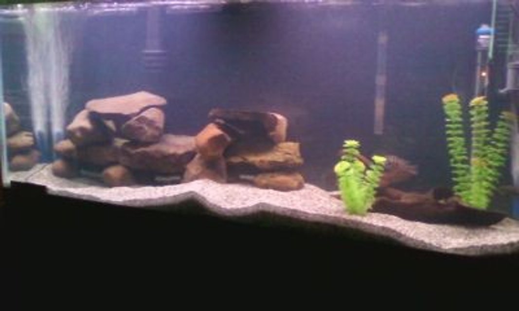 Rated #282: 55 Gallons Freshwater Fish Tank - this is my 55 gallon fish tank with a green terror, a jack dempsey, a convict cichlid, 2 turquoise severums, and a common pleco.
there is also a powerhead, an emperor 400, and a top fin power filter 30. 110 to 120 gallons of filtration.