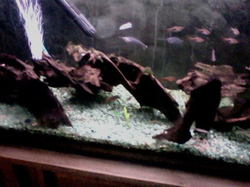 Rated #3236: Freshwater Fish Tank - clown loaches, diamond tetras, harlequin raspboras e.t.c.
java fern, drift wood e.t.c.