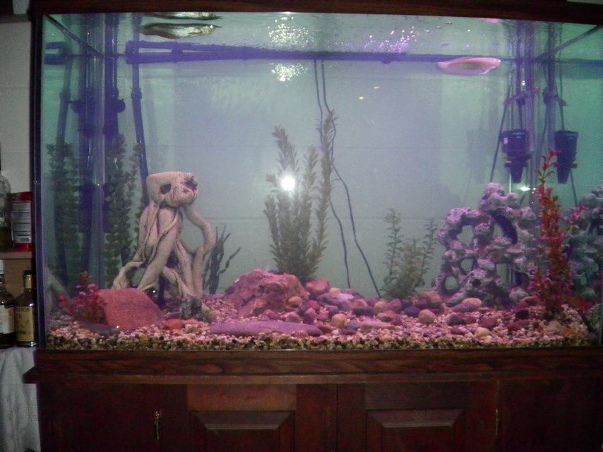 Rated #3909: 180 Gallons Freshwater Fish Tank - 180 gal

2 silver arowana
1 african knife
1 fire eel
2 bichors
1 pleco