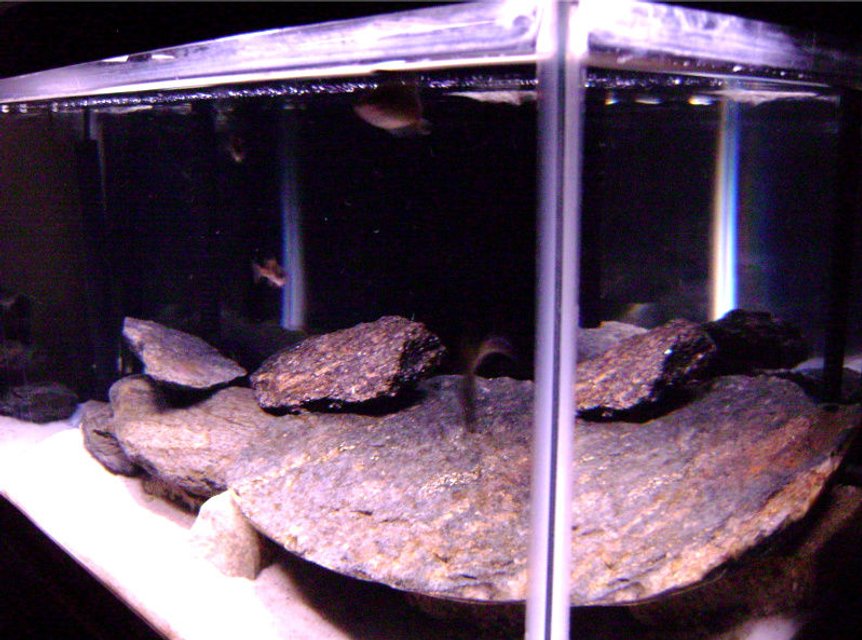 Rated #3413: 10 Gallons Freshwater Fish Tank - My Rockscape.