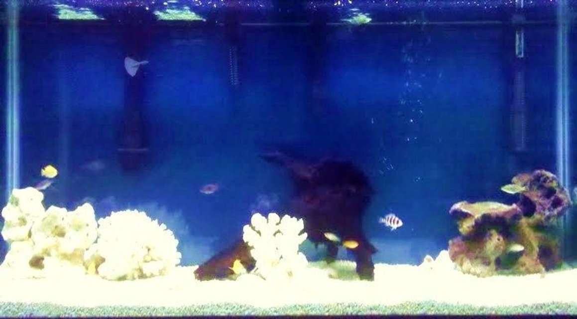 Rated #3500: 90 Gallons Freshwater Fish Tank - My 90 gallon African cichlid tank