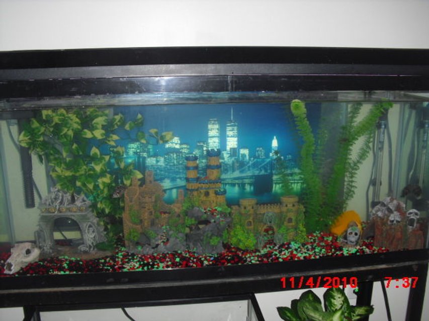 Rated #3794: 50 Gallons Freshwater Fish Tank - skull island