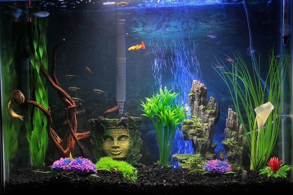 Rated #1153: 37 Gallons Freshwater Fish Tank - My Aquarium,  2 Pleco's, 5 neons, 4 gourmies