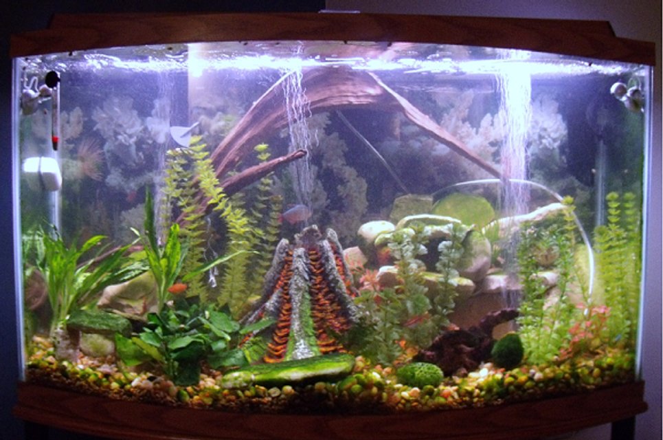 Rated #2159: 46 Gallons Freshwater Fish Tank - My Awesome Tank