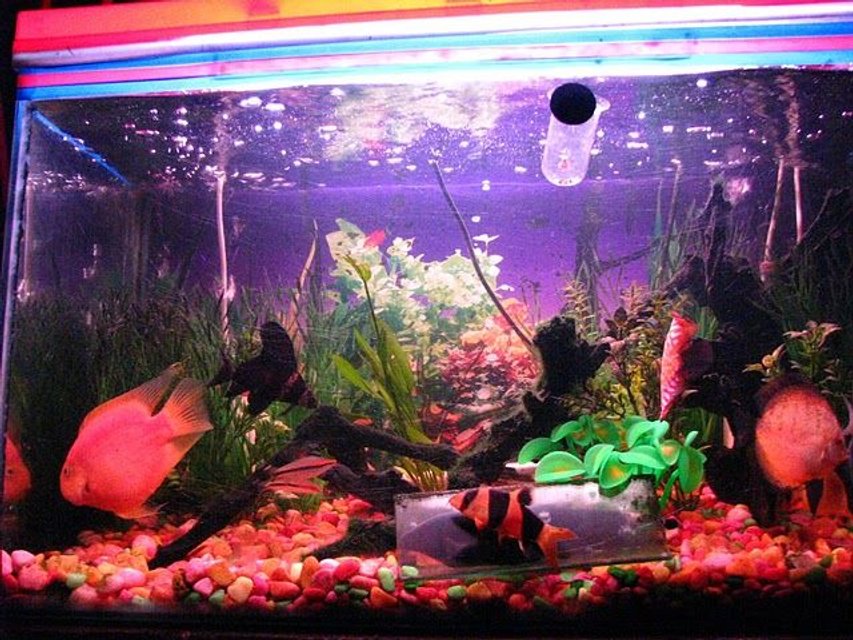 Rated #2826: 5 Gallons Freshwater Fish Tank - NA