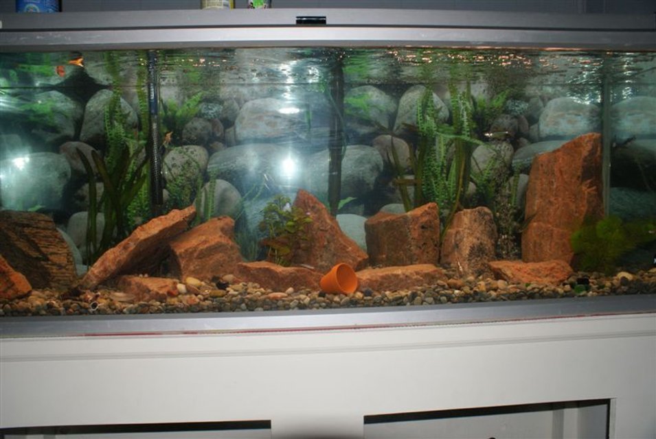 Rated #1401: 75 Gallons Freshwater Fish Tank - 75 gallon tank...hard to fit in picture