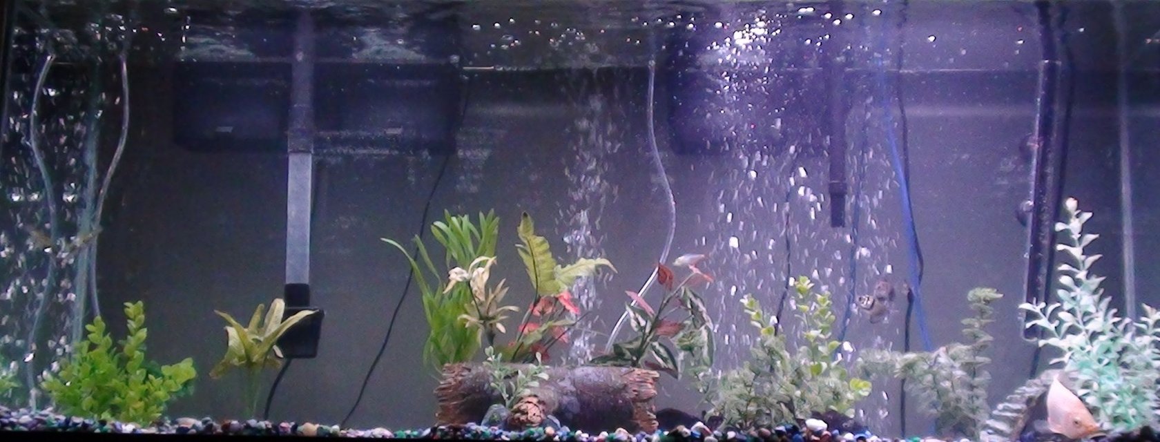 Rated #2856: 55 Gallons Freshwater Fish Tank - my tank.
