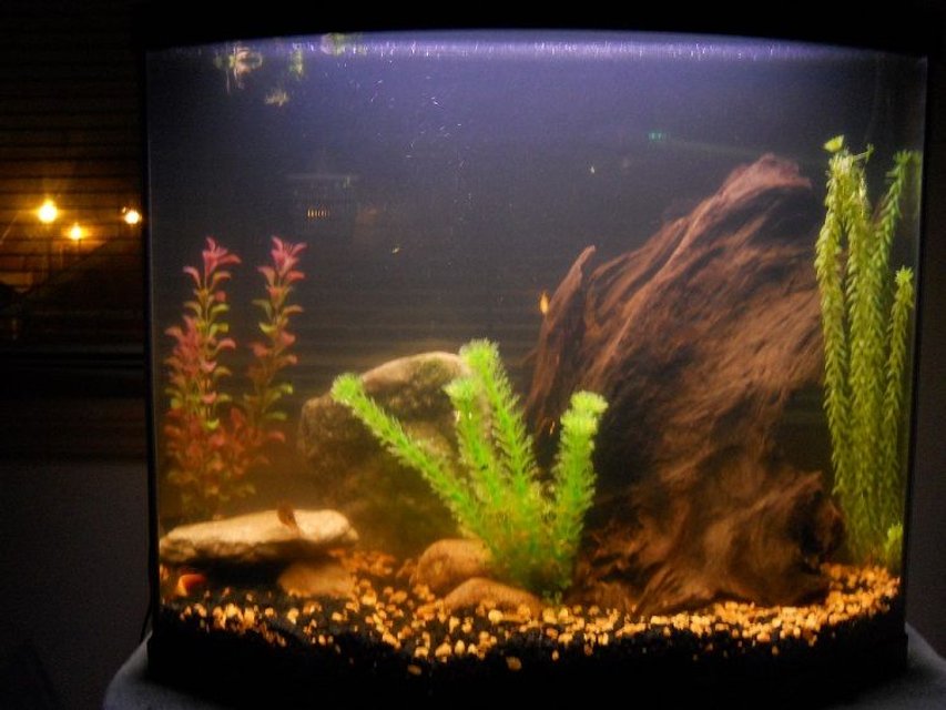 Rated #3037: 26 Gallons Freshwater Fish Tank - 26 Gallon Bowfront, 8 Rosy Barbs and 1 Pleco of unknown species (not sailfin)
