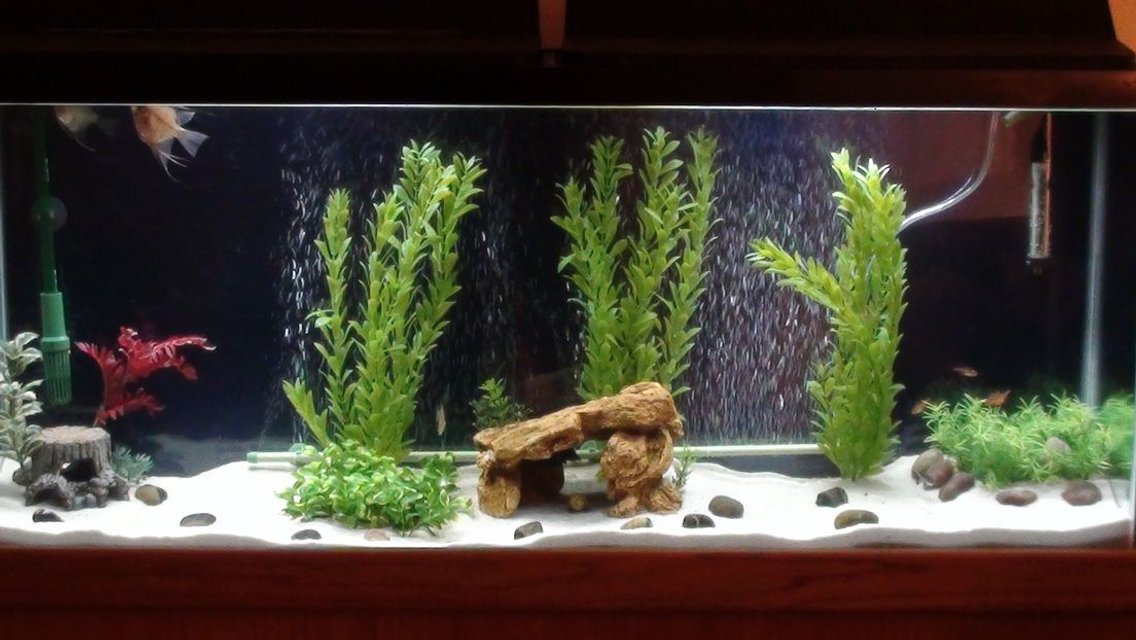 Rated #1620: 55 Gallons Freshwater Fish Tank - My Newest 55 Gallon freshwater tank!!