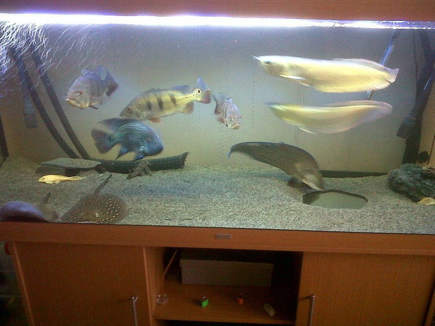 Rated #225: 150 Gallons Freshwater Fish Tank - peacock bass rays texas