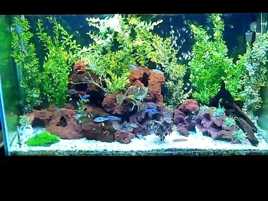 Rated #3645: 110 Gallons Freshwater Fish Tank - 110g African Cichlid tank