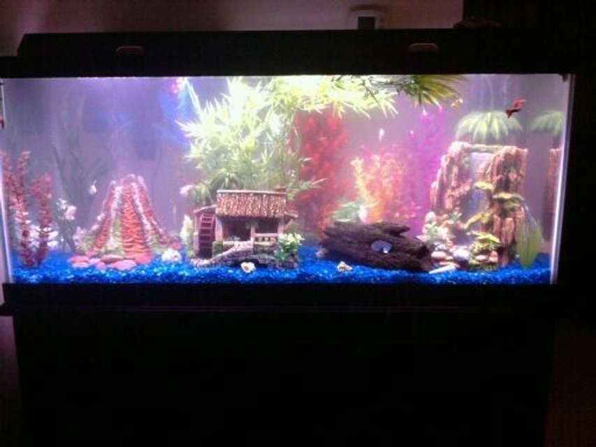 Rated #3423: 75 Gallons Freshwater Fish Tank - I recently upgraded to this 75 gallon, it's definitely a work in progress but the most recent set up.  I ran out of plants lol and I need a background still.  I've kind of been in the "wait and see" stage.  As you can see it's taken on a tropical theme.  There is a bubble wall across the back, all three ornaments are powered by air pump too.  The volcano has air bubbles "erupting" and an LED light inside, the hut has a spinning wheel and chimney bubbles, and the waterfall has bubbles shooting upward.  Tanks a bit cloudy but not as bad as it looks in the pic.  I'm working on that, I think I was adding too much conditioner.  Anyway this is my first pic, there will definitely be more once I get more settled in to the tank.