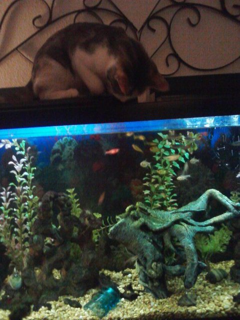 Rated #2847: 55 Gallons Freshwater Fish Tank - My 55 gallon tank