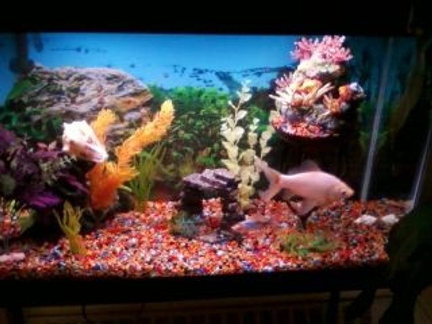 Rated #3068: 30 Gallons Freshwater Fish Tank - Our new set-up.