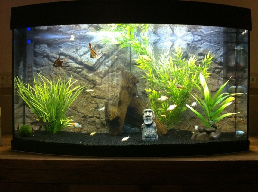 Rated #1271: 50 Gallons Freshwater Fish Tank - My Tank