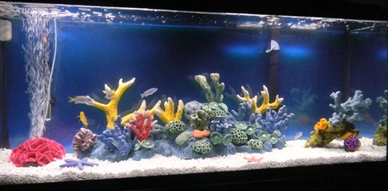 Rated #1321: 55 Gallons Freshwater Fish Tank - 55 Gallon African Cichlid Tank