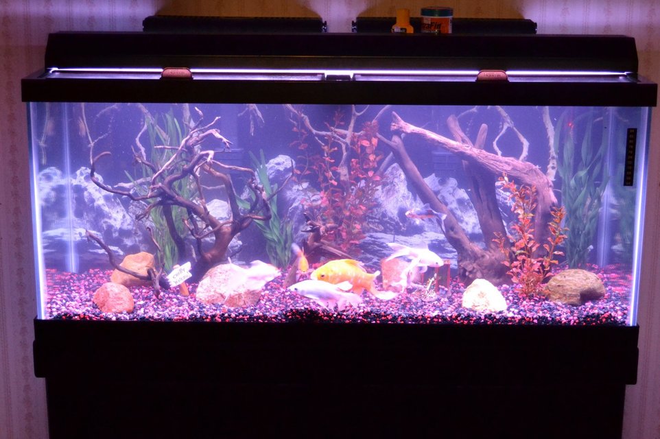 Rated #1249: 75 Gallons Freshwater Fish Tank - 75 GALLON FRESHWATER AQUARIUM WITH 7 GOLDFISH AND A LARGE PLECO. FILTERATION INCLUDES 2 EMPEROR 400 FILTERS(GREAT)>