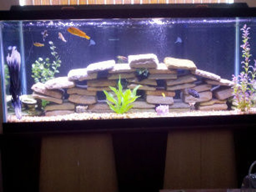 Rated #1461: 75 Gallons Freshwater Fish Tank - As of 4/16/11