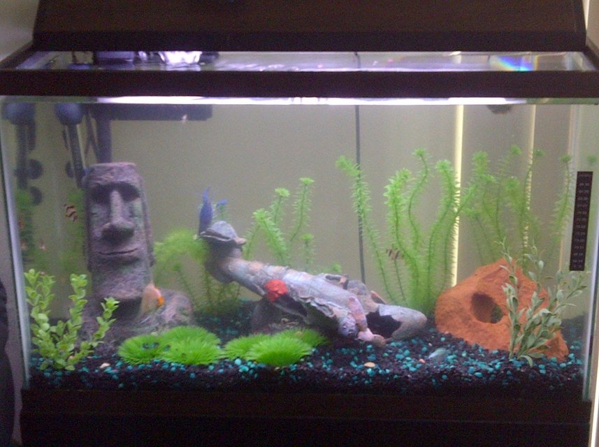Rated #3750: 30 Gallons Freshwater Fish Tank - 2011 My 29 gallon First Fish Tank