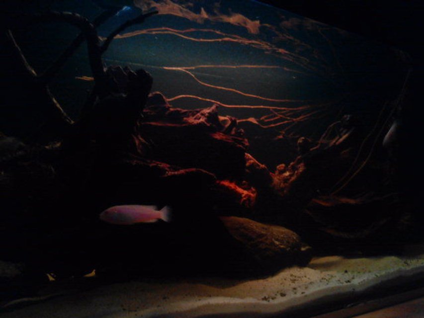 Rated #2369: 20 Gallons Freshwater Fish Tank - black water biotope.