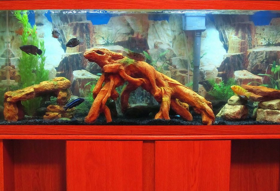 Rated #1264: 55 Gallons Freshwater Fish Tank - My 55g Cichlid Tank
