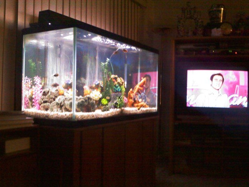 Rated #1953: 150 Gallons Freshwater Fish Tank - my beautiful tank