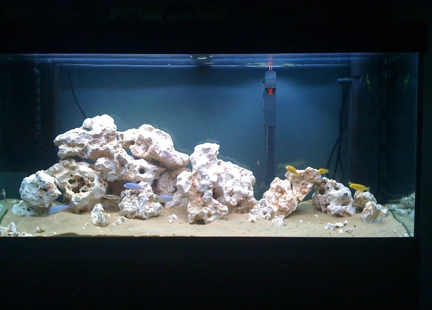 Rated #1799: 55 Gallons Freshwater Fish Tank - NEW MALAWI!