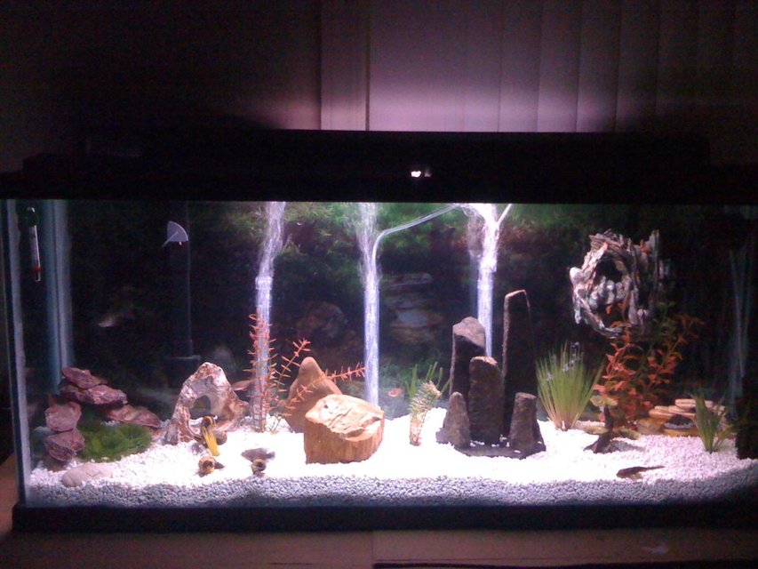 Rated #1705: 55 Gallons Freshwater Fish Tank - 55 gallon with tiger oscar and common pleco