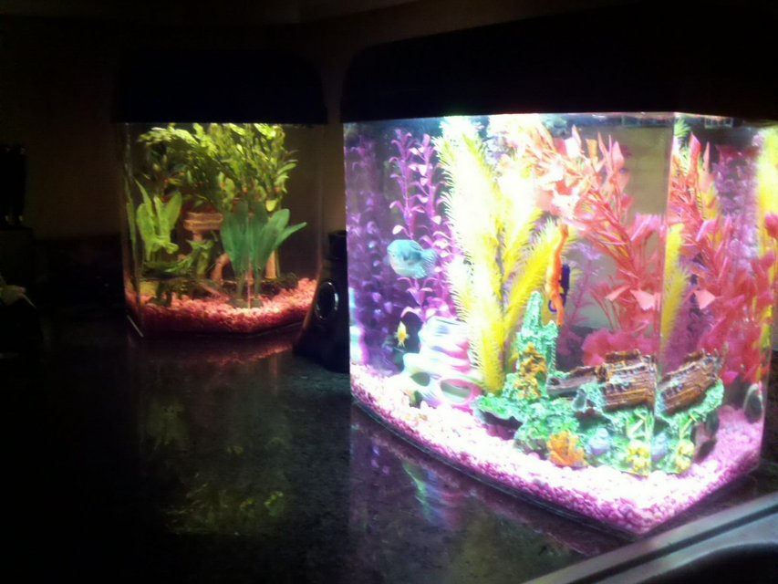Rated #3941: 120 Gallons Freshwater Fish Tank - Countertop