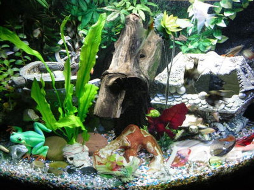 Rated #2064: 90 Gallons Freshwater Fish Tank - silent lake