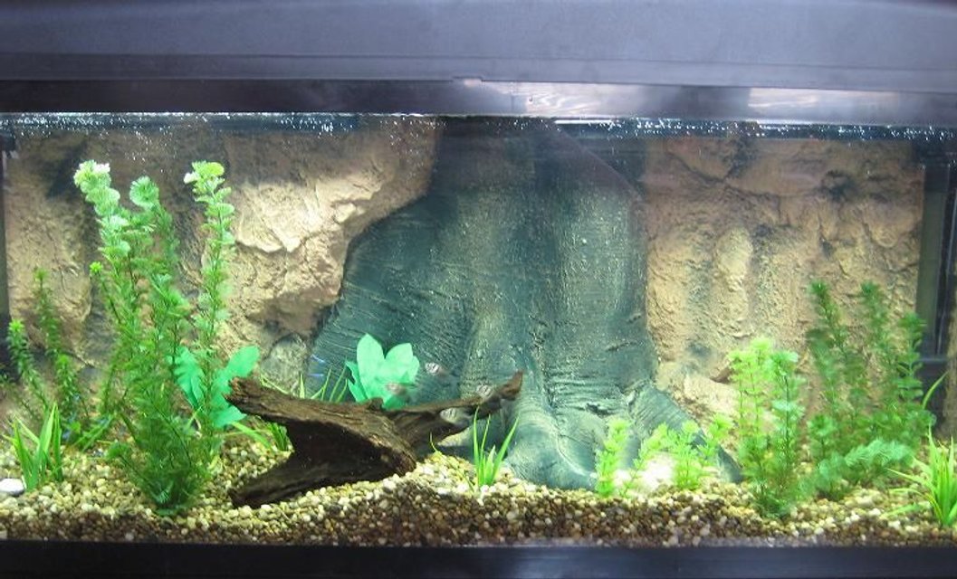 Rated #1192: 55 Gallons Freshwater Fish Tank - 55 Gallon tank containing black tetras, neon tetras and now a black piranha.